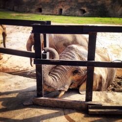 Close-up of horse in cage