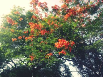 Flowers growing on tree