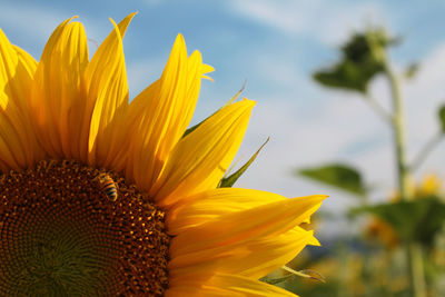 Close-up of fresh sunflower blooming against sky