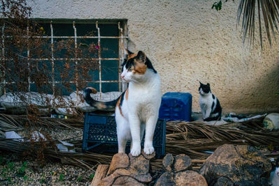 Cat looking away