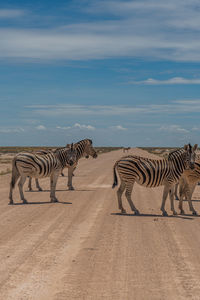 Zebras and a zebra on the road