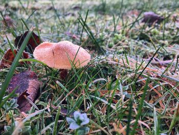 Close-up of mushroom growing on field