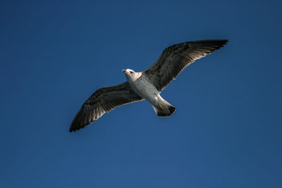 Low angle view of eagle flying against clear blue sky