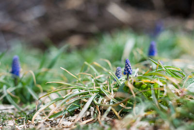 Close-up of purple flowering plant on field