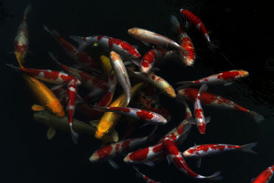 High angle view of koi carps swimming in pond