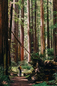 Man standing near tall trees in sequoia, redwood tree forest. 