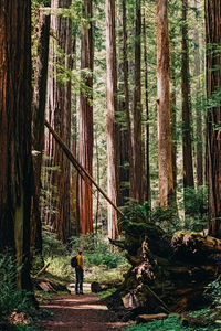 Rear view of people in forest