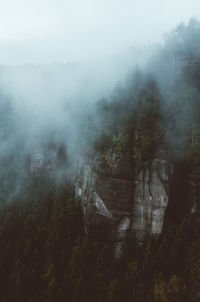 Trees on landscape during foggy weather