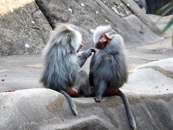 Monkey sitting on rock