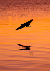 Silhouette bird flying over lake against orange sky