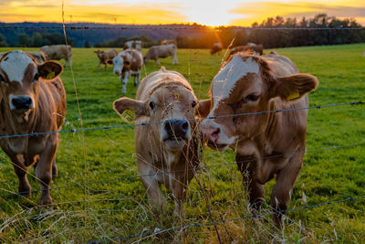 Cows grazing in field during sunset