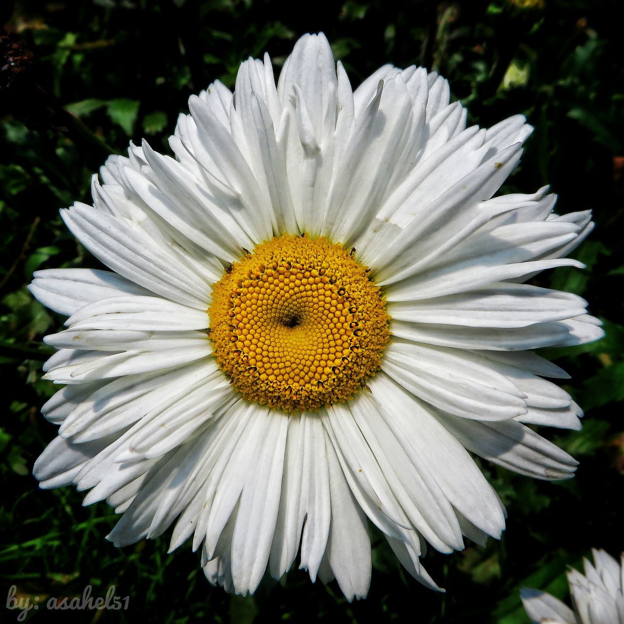 CLOSE-UP OF FRESH WHITE FLOWER