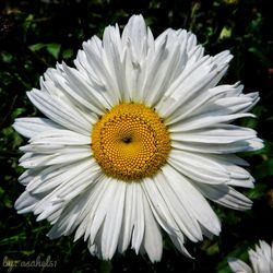 Close-up of fresh white daisy flower