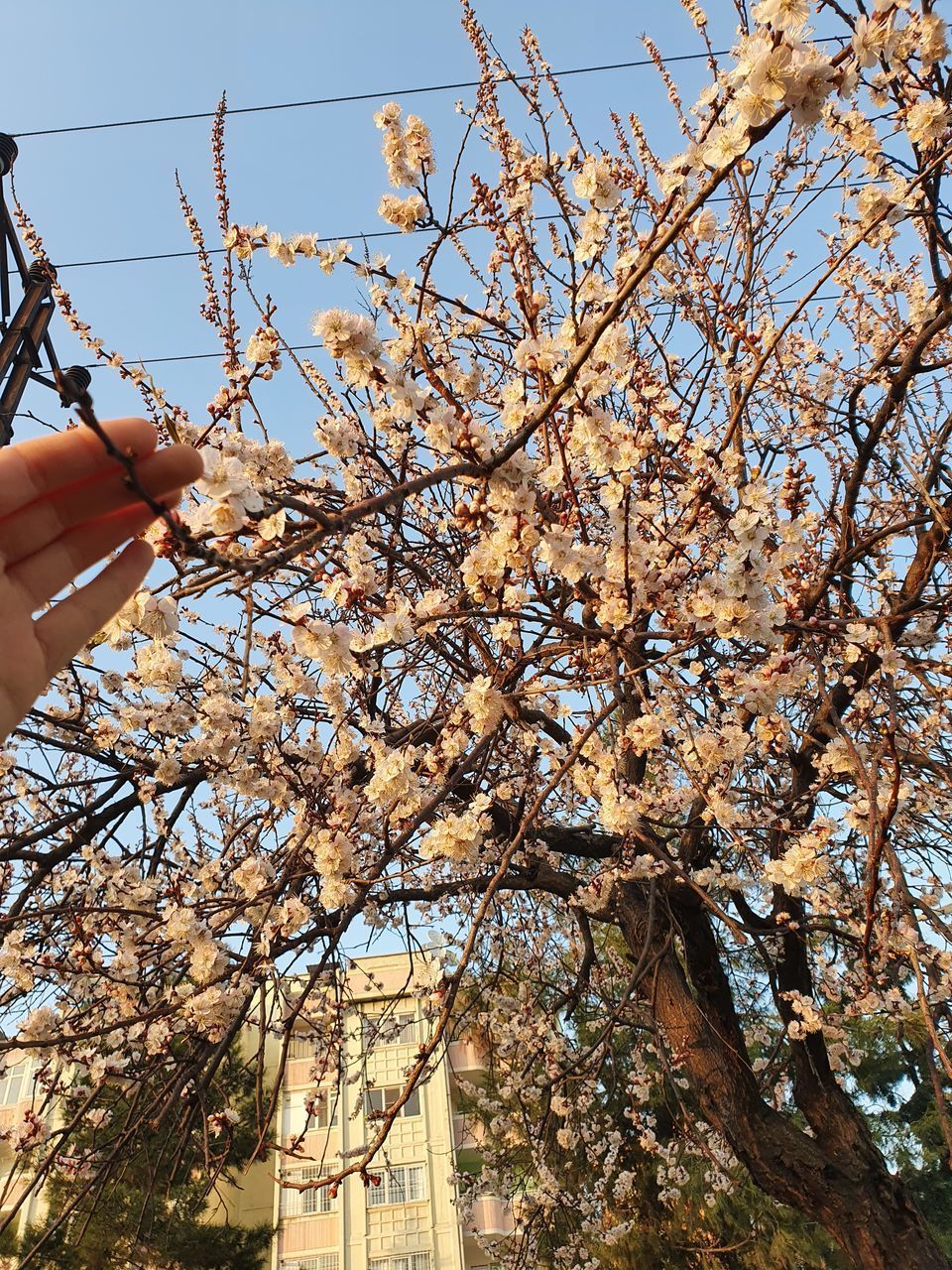 LOW ANGLE VIEW OF CHERRY TREE AGAINST SKY