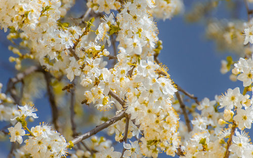 Close-up of white flowers blooming on tree