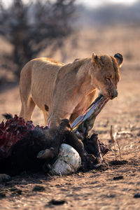 Lioness drinking water