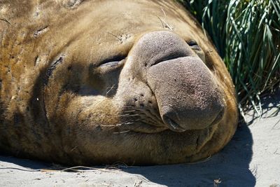 Close-up of animal sleeping