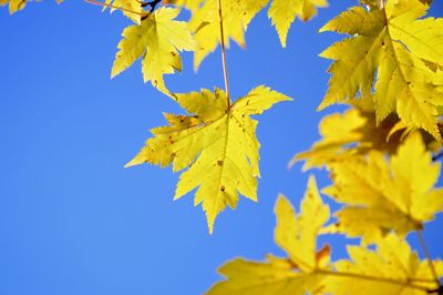 Low angle view of leaves against clear sky