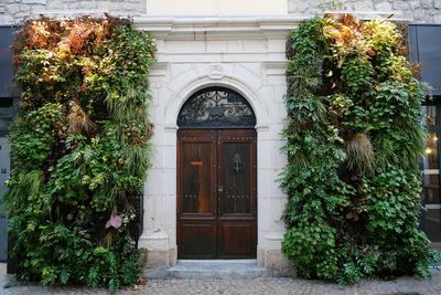 Ivy on building exterior