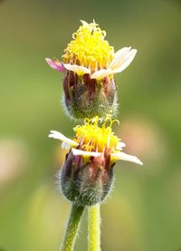 Close-up of honey bee on yellow flower
