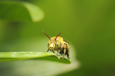 Close-up of insect