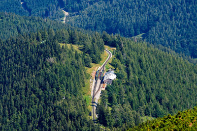 High angle view of pine trees in forest