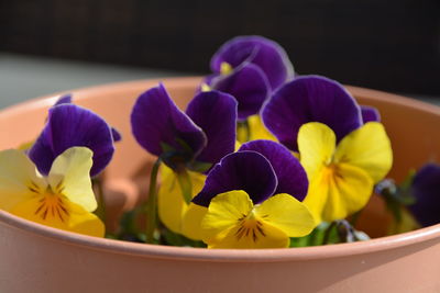 Close-up of yellow and purple flowers in pot