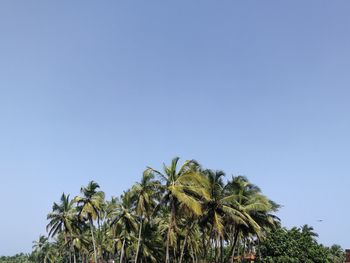 Low angle view of palm trees against clear blue sky