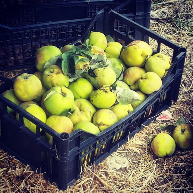 food and drink, food, fruit, healthy eating, freshness, large group of objects, abundance, yellow, for sale, green color, apple - fruit, organic, retail, market stall, grape, ripe, market, agriculture, basket, variation