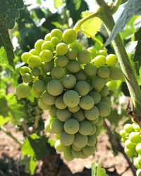 Close-up of grapes growing on tree