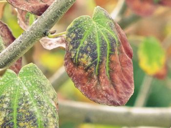 Close-up of insect on plant