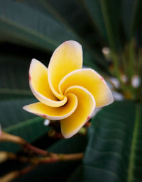 Close-up of yellow flowering plant