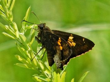 Close-up of butterfly on leaf
