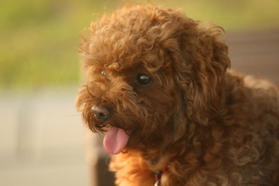 Close-up portrait of a dog