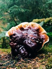 Close-up of fungus growing on tree