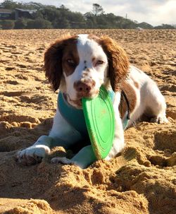 Portrait of dog on beach