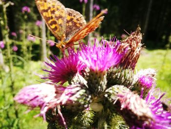 Close-up of butterfly pollinating on pink flower