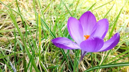 Close-up of purple flowers blooming in field