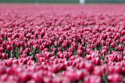 Purple flowers growing in field