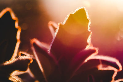 Close-up of illuminated orange flower