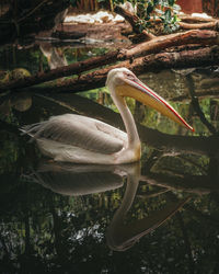 Close-up of a bird