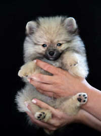 Close-up of a hand holding puppy against black background