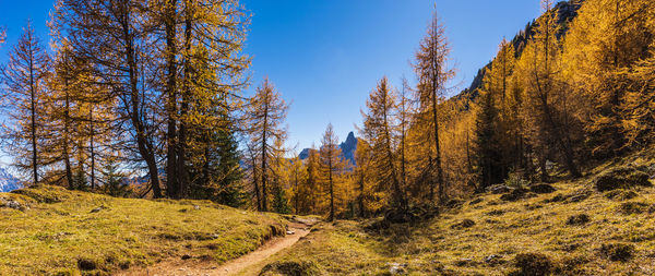 Trees growing in forest against sky during autumn