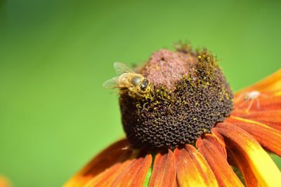 Close-up of bee pollinating on flower