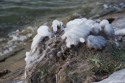 Close-up of swan on rock by water