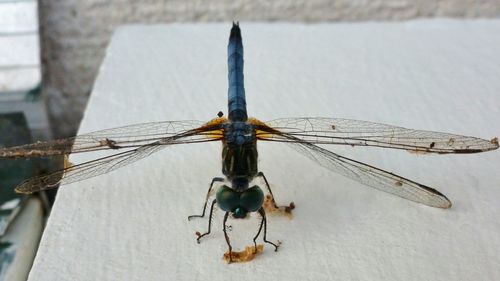 Close-up of damselfly on outdoors