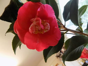 Close-up of rose blooming outdoors