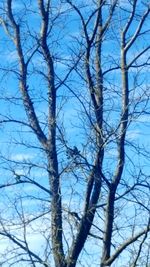 Low angle view of bare trees against blue sky