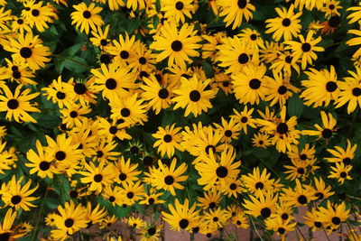 Full frame shot of yellow flowering plant