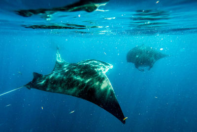 Sting ray swimming in sea